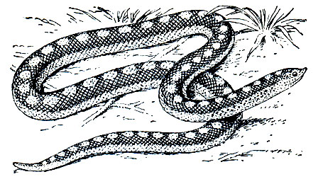 Рис. 223. Болотная змея (Prosymna sundervalli)