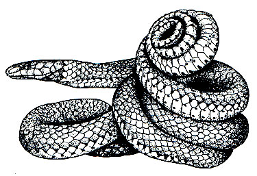 Рис. 224. Ошейниковая змея (Diadophis amabilis) в защитной позе, при которой выставляется напоказ ярко-желтая нижняя сторона свертываемого спиралью хвоста