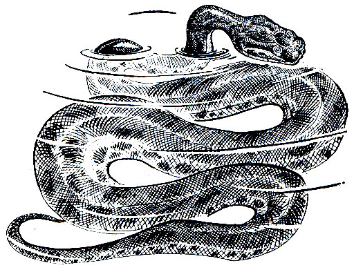 Рис. 227. Бородавчатая змея (Acrochordus javanicus)