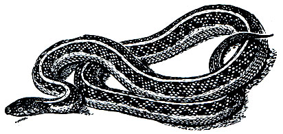 Рис. 229. Обыкновенная подвязочная змея (Thamnophis sirtalis)