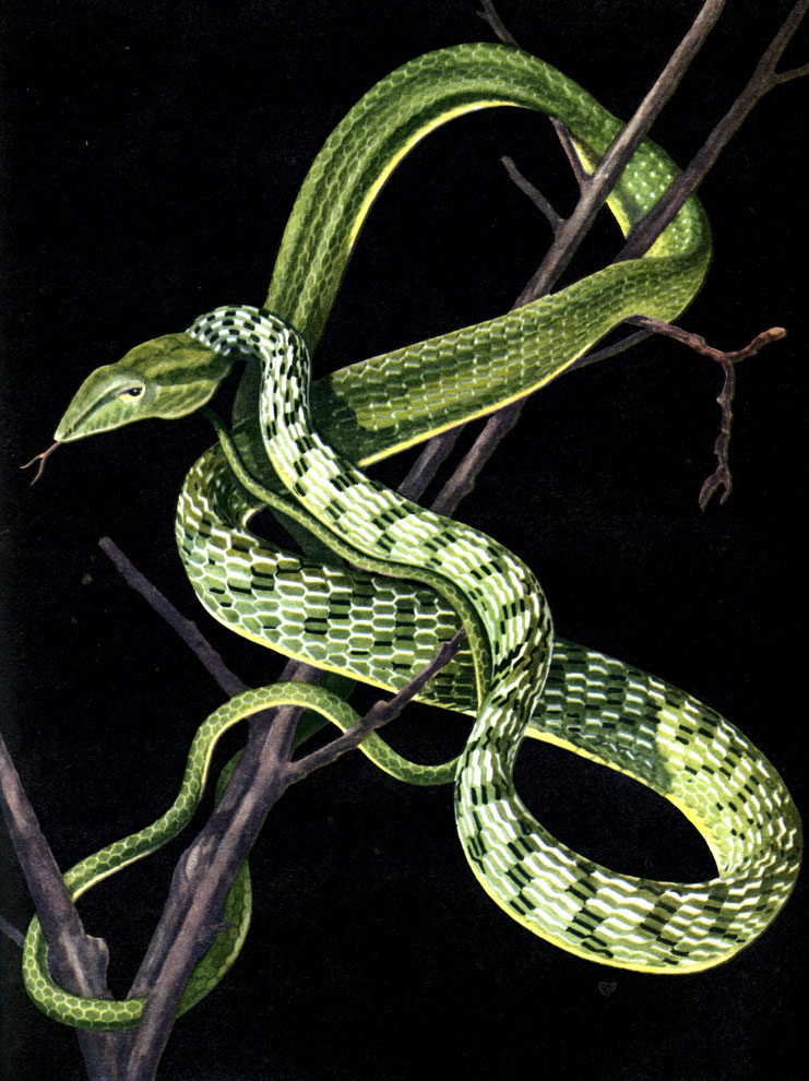 Таблица 49. Плетевидная змея Dryophis prasinus