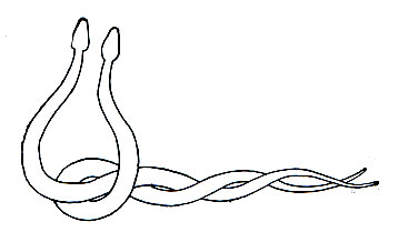 Рис. 235. Положение самца и самки во время брачного танца у эскулаповой змеи. (По Богерту и Роту.)