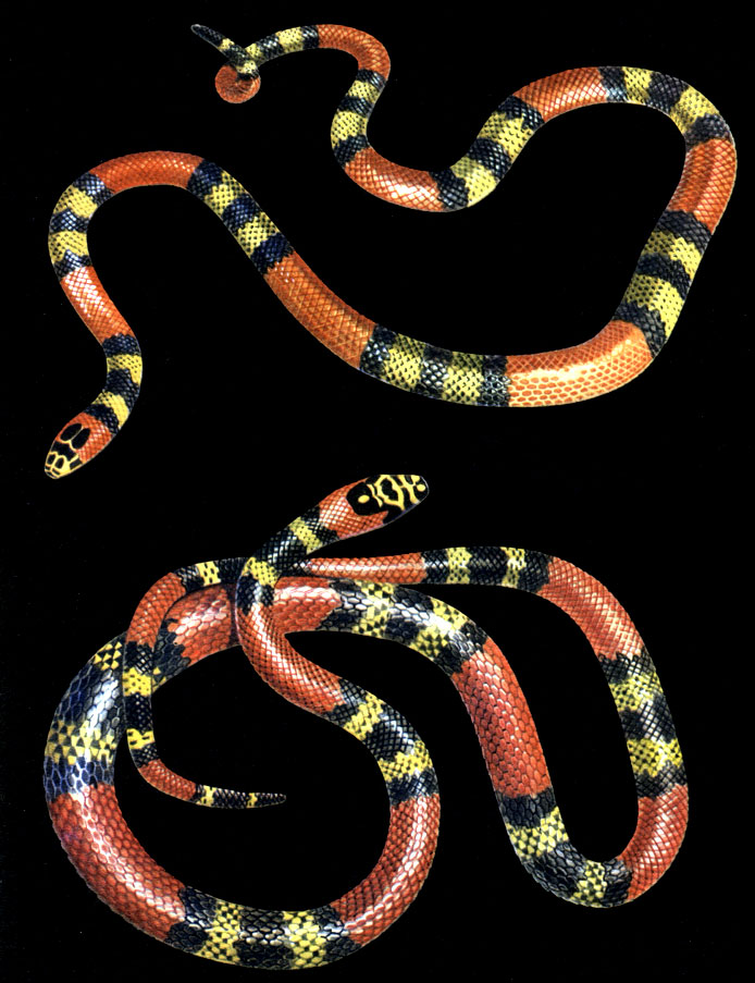 Таблица 53. Ядовитый кобровый аспид (Micrurus frontalis) - вверху и имитирующая его по окраске неядовитая змея Simophis rhinostoma - внизу