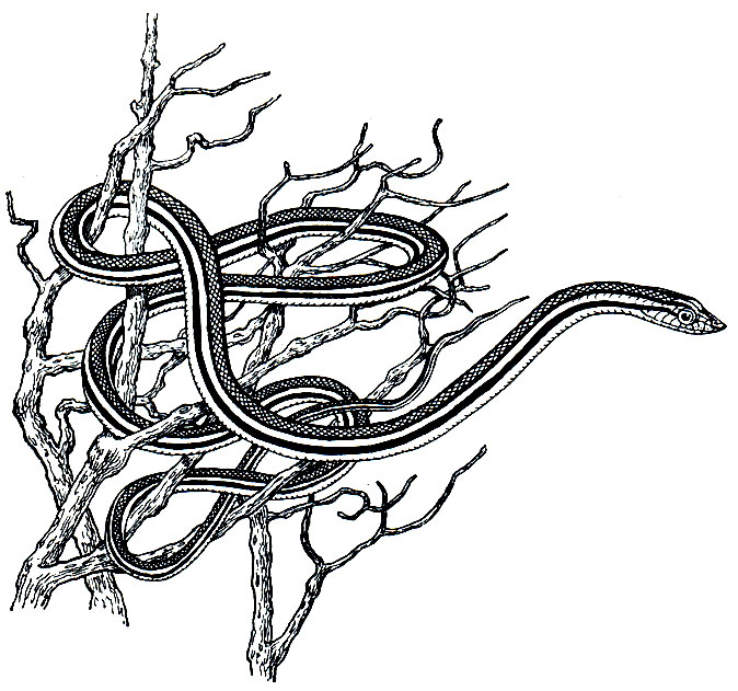 Рис. 243. Стрела-змея (Psammophis lineolatus)