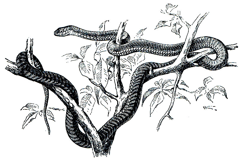 Рис. 246. Африканский бумсланг (Dispholidus typus)