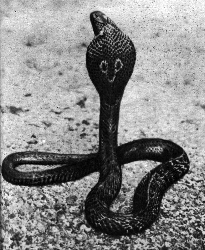 Таблица 55. Индийская кобра (Naja naja naja)