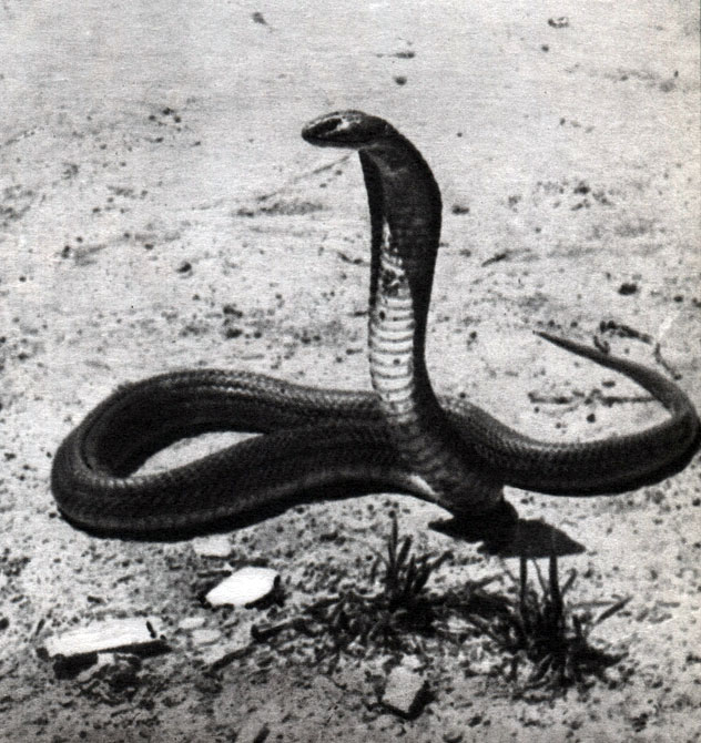 Таблица 55а. Среднеазиатская кобра (Naja naja oxina)