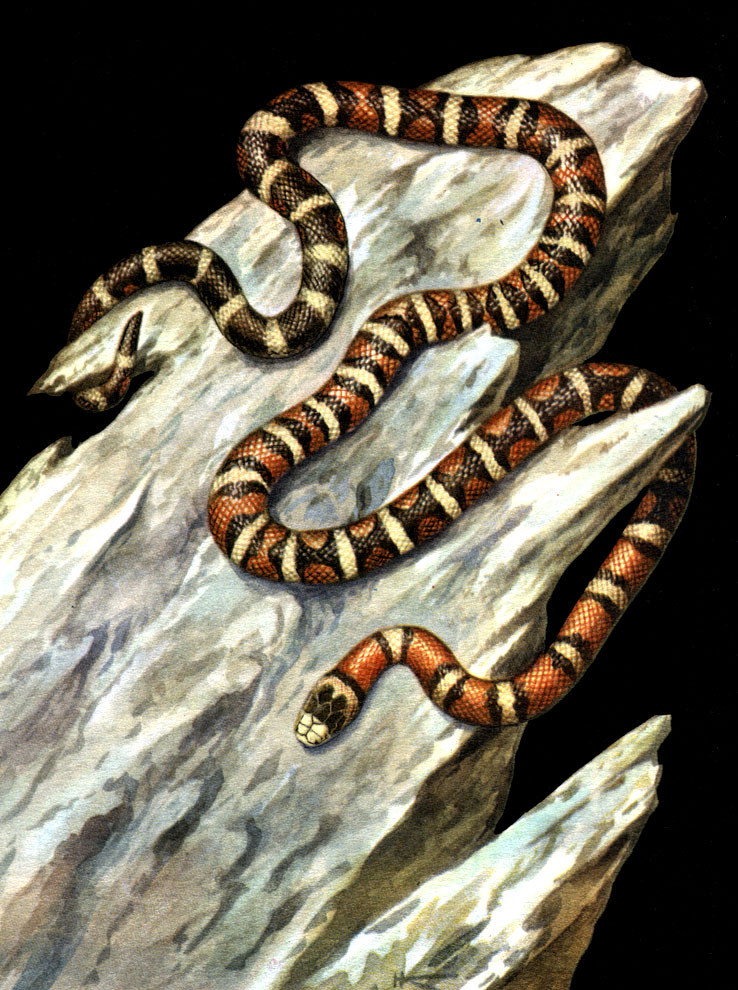 Таблица 56. Королевская змея (Lampropeltis pyromelana)