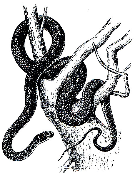 Рис. 247. Обыкновенная украшенная змея (Chrysopelea ornata)
