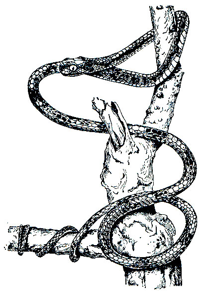 Рис. 251. Ремневидная змея (Aplopeltura boa)