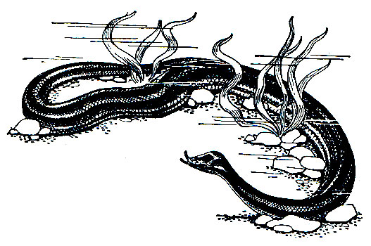 Рис. 252. Герпетон, или щупальценосная змея (Herpeton tentaculatum)