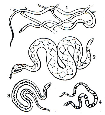 Таблица 57. Различные представители подотряда змей: 1 - остроголовая древесная змея (Oxybelis); 2 - полосатый гремучник (Grotalus horridus); 3 - гадюка обыкновенная (Vipera berus); 4 - кобровый аспид (Micrurus frontalis)