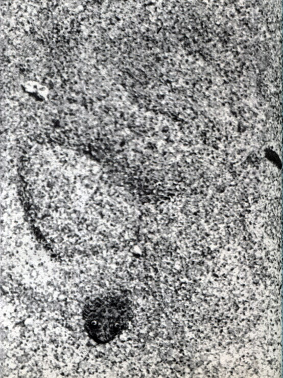 Таблица 58. Гадюка карликовая (Bitis peringueyi). Последовательные стадии погружения в песок