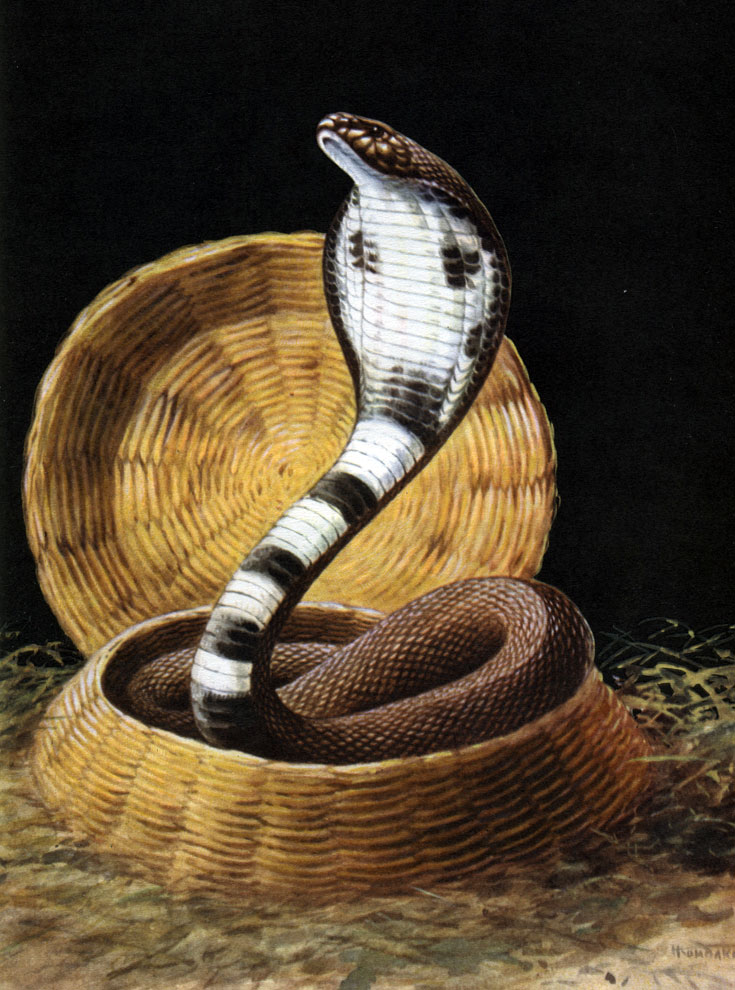 Таблица 61. Индийская кобра (Naja naja) в корзине укротителя