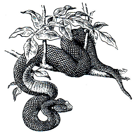 Рис. 273. Копьеголовая змея, или куфня (Trimeresurus popeorum)