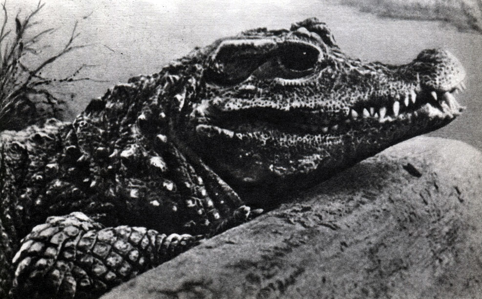 Таблица 63а. Тупорылый крокодил (Osteolaeinus tetraspis)