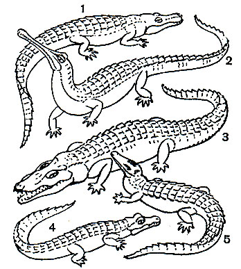 Таблица 64. Крокодилы: 1 - аллигатор миссисипский (Alligator mississippiensis); 2 - гавиаловый крокодил (Tomistoma schlegeli); 3 - крокодил нильский (Crocodylus niloticus); 4 - крокодил тупорылый (Osteolaemus tetraspis); 5 - кайман крокодиловый (Caiman crocodilus)
