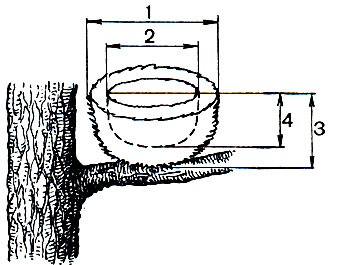 Рис. 13. Промеры птичьего гнезда: 1 - наружный диаметр гнезда; 2 - диаметр лотка (внутренний диаметр гнезда); 3 - высота гнезда; 4 - глубина лотка