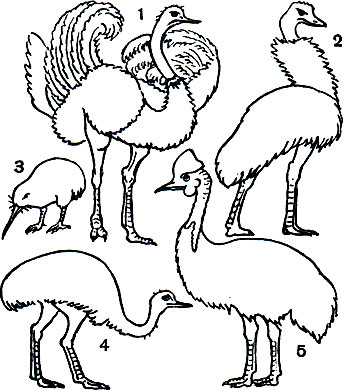 Таблица 4. Бескилевые птицы: 1 - страус (Struthio camelus); 2 - эму (Dromiceus novaehollandiae); 3 - обыкновенный киви (Apteryx australis); 4 - северный нанду (Rhea americana); 5 - шлемоносный, или обыкновенный, казуар (Casuarius casuarius)