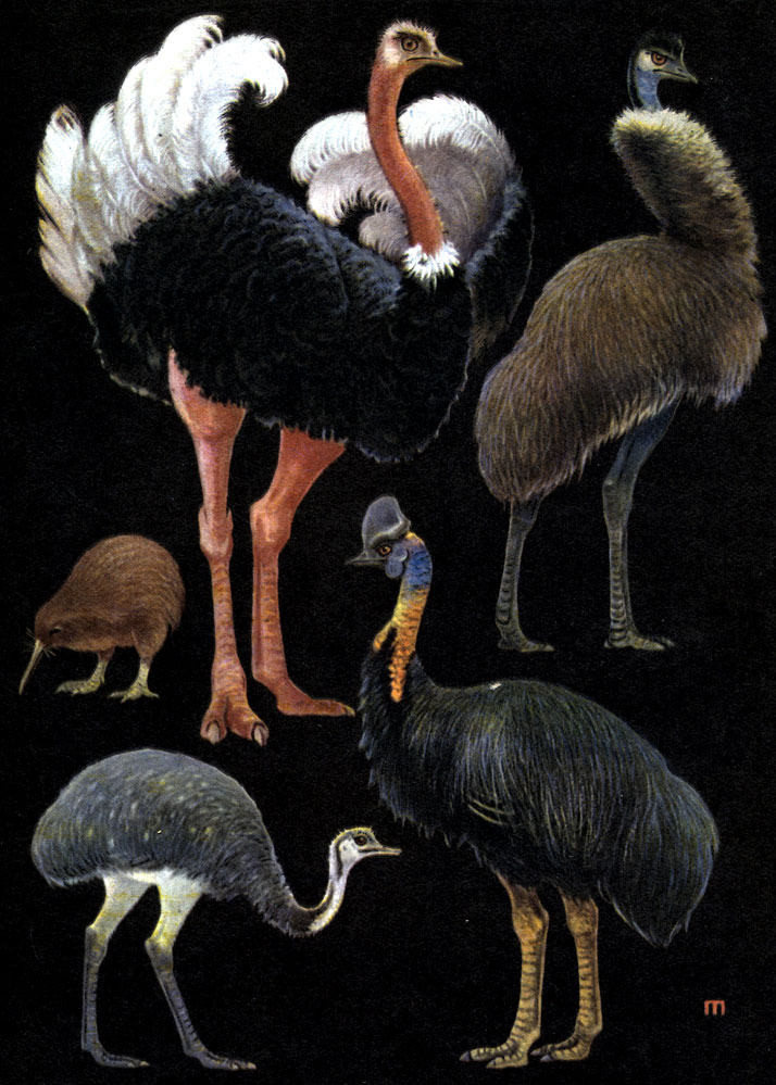 Таблица 4. Бескилевые птицы: 1 - страус (Struthio camelus); 2 - эму (Dromiceus novaehollandiae); 3 - обыкновенный киви (Apteryx australis); 4 - северный нанду (Rhea americana); 5 - шлемоносный, или обыкновенный, казуар (Casuarius casuarius)