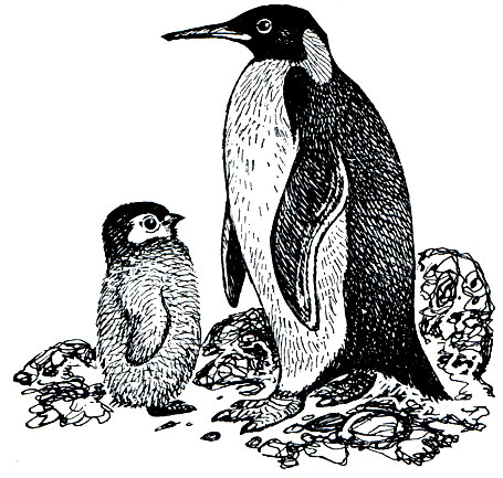 Рис. 19. Королевский пингвин (Aptenodytes patagonica) с птенцом
