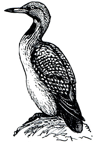 Рис. 22. Чернозобая, или полосатая, гагара (Gavia arctica)