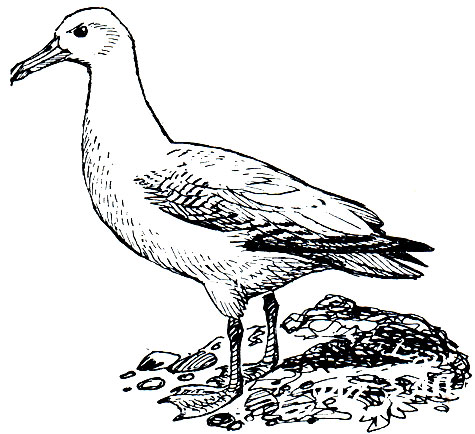 Рис. 26. Странствующий альбатрос (Diomedea exulans)