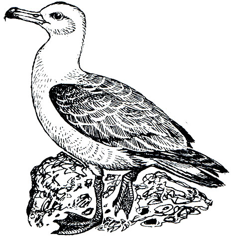 Рис. 27. Темноспинный альбатрос (Diomedea im-mutabilis)