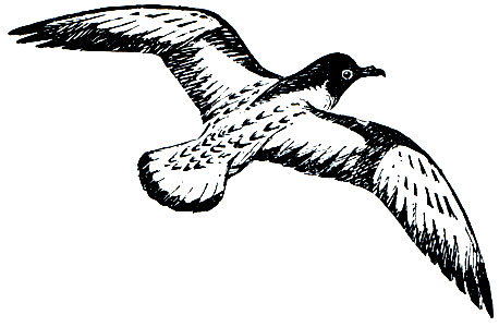 Рис. 30. Капский голубок (Daption capensis)