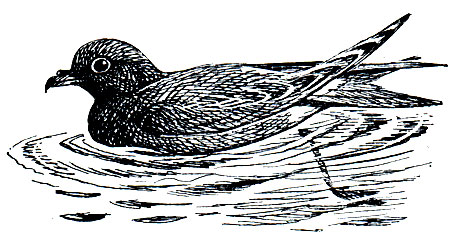 Рис. 31. Северная качурка (Oceanodroma leucorrhoa)