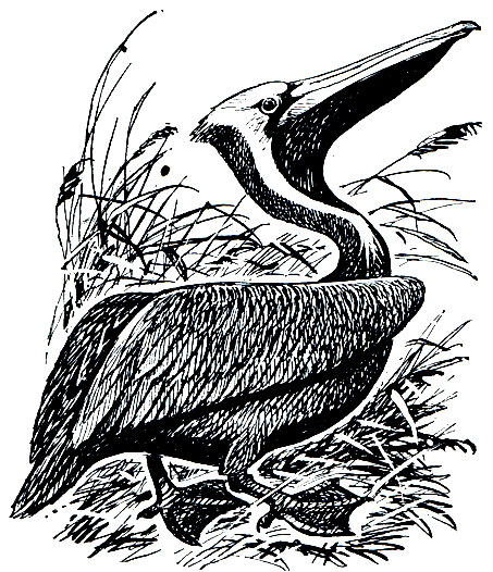 Рис. 32. Бурый пеликан (Pelecanus occidentalis)