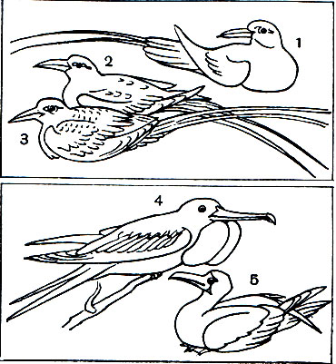 Таблица 7. Тропические веслоногие: 1 - краснохвостый фаэтон (Phaethon rubricauda); 2 - белохвостый фаэтон (Ph. lepturus); 3 - красноклювый фаэтон (Ph. aethereus); 4 - большой фрегат (Fregata minor), самец и самка; 5 - красноногая олуша (Sula sula)
