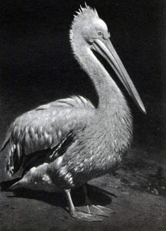 Таблица 8 б. Пеликан: Кудрявый пеликан (P. crispus)