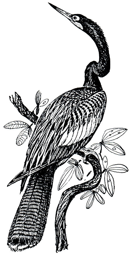 Рис. 35. Индийская змеешейка (Anhinga melanogaster)