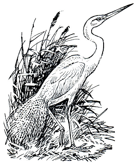 Рис. 37. Большая белая цапля (Egretta alba)