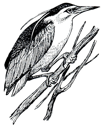 Рис. 39. Кваква (Nycticorax nycticorax)