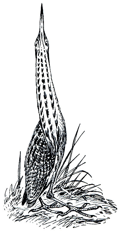 Рис. 41. Выпь (Botaurus stellaris)
