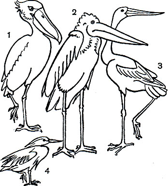 Таблица 10. Голенастые тропических стран: 1 - китоглав (Balaeniceps rex); 2 - африканский марабу (Leptoptilus crumeniferus); 3 - бразильский ябиру (Jabiru mycterica); 4 - египетская цапля (Bubulcus ibis)