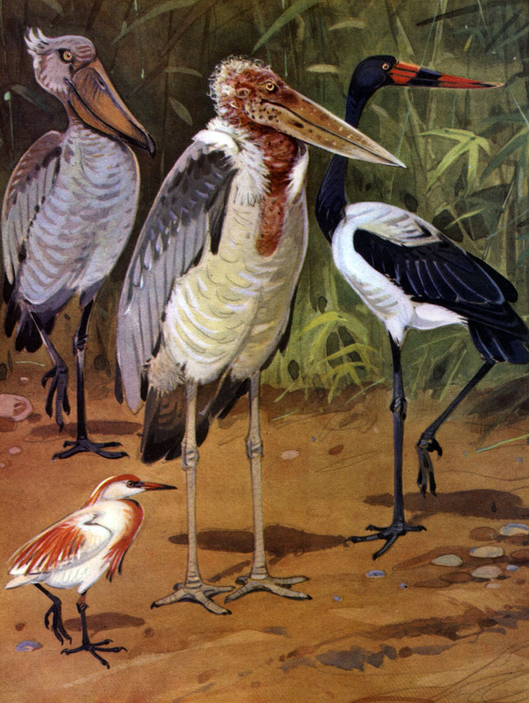 Таблица 10. Голенастые тропических стран: 1 - китоглав (Balaeniceps rex); 2 - африканский марабу (Leptoptilus crumeniferus); 3 - бразильский ябиру (Jabiru mycterica); 4 - египетская цапля (Bubulcus ibis)