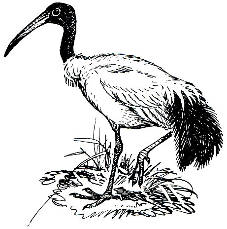 Рис. 48. Священный ибис (Threskiornis aethiopicus)