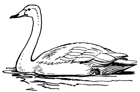 Рис. 50. Лебедь-кликун (Gygnus cygnus)
