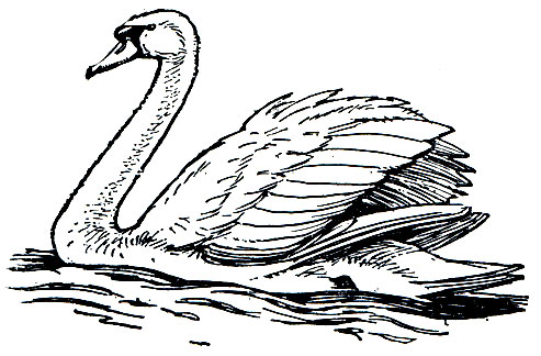 Рис. 51. Лебедь-шипун (Cygnus olor)