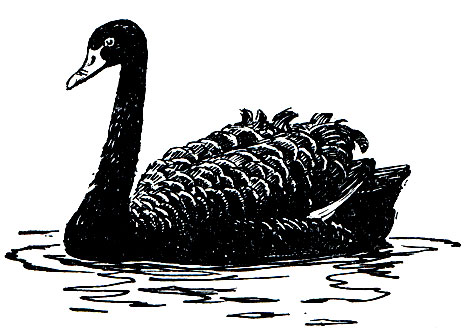 Рис. 52. Черный лебедь (Cygnus atratus)