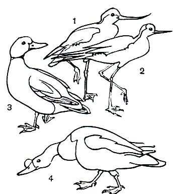 Таблица 14. Обитатели побережий водоемов степей и полупустынь: 1 - шилоклювка (Recurvirostra avocetta); 2 - ходулочник (Himantopus himantopus); 3 - огарь (Tadorna ferruginea); 4 - пеганка (Т. tadorna)
