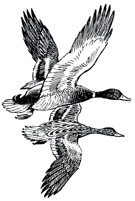 Рис. 59. Обыкновенная кряква (Anas platyrhynchos): вверху - самец, внизу - самка