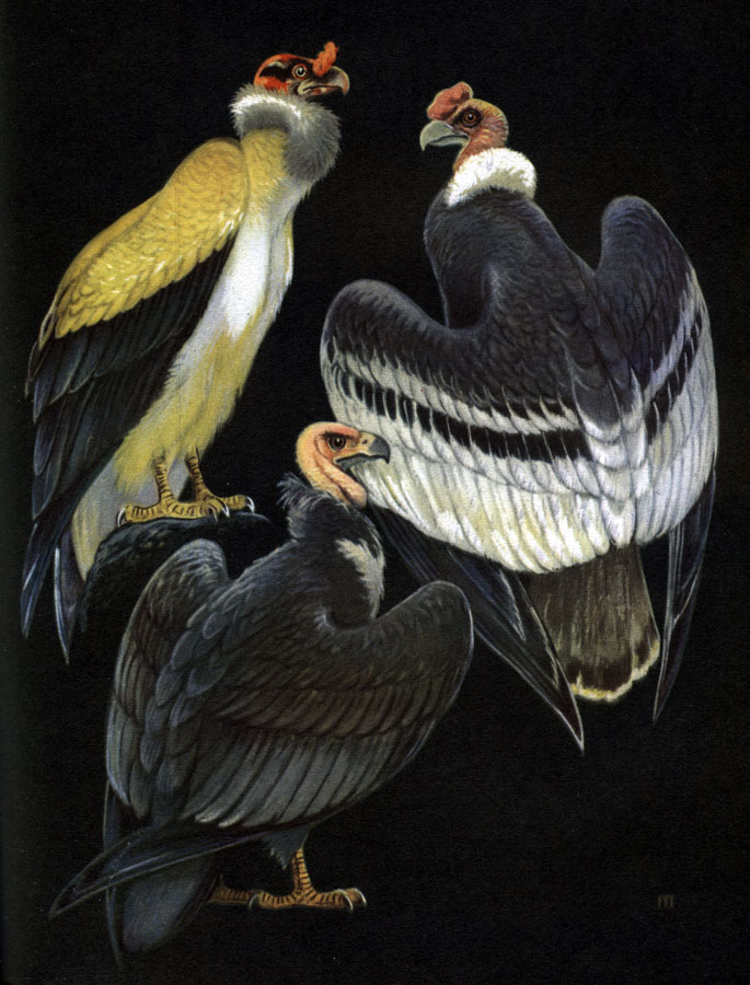 Таблица 17. Американские грифы: 1 - королевский гриф (Sarcoramphus papa); 2 - кондор (Vultur gryphus); 3 - калифорнийский кондор (Gymnogyps californianus)