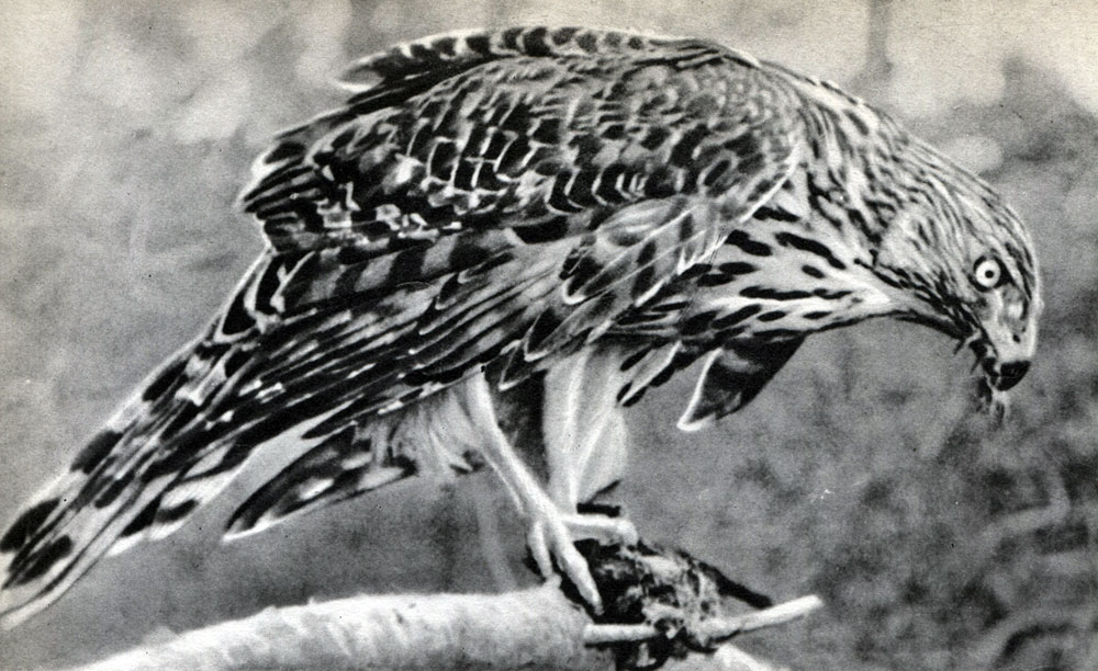 Таблица 18. Дневная хищная птица. Молодой перепелятник (Accipiter nisus)