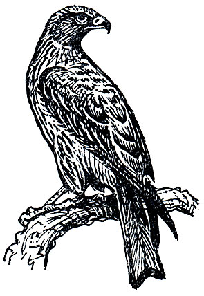 Рис. 82. Черный коршун (Milvus korschun)