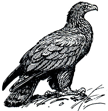 Рис. 86. Беркут (Aquila chrysaetus)