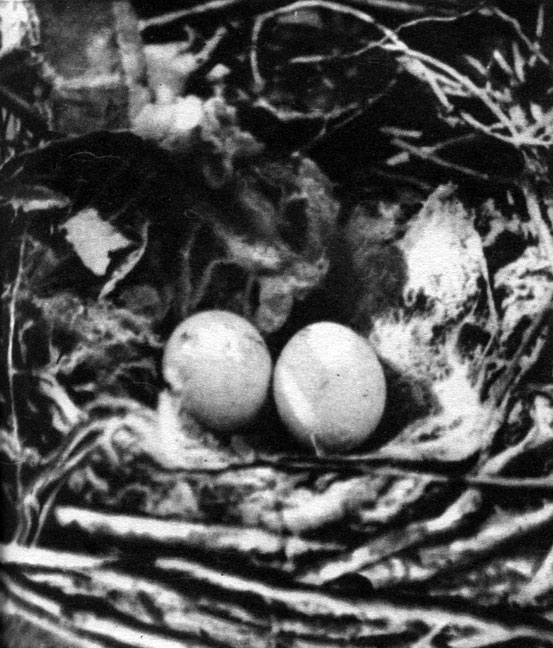 Таблица 19. Размножение крупных хищных птиц. Гнездо могильника (Aquila heliaca) с кладкой